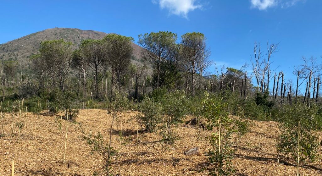 Vesuvio. Aperto il sentiero n.4 per il ponte della Festa della Repubblica