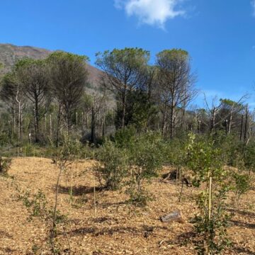 Vesuvio. Aperto il sentiero n.4 per il ponte della Festa della Repubblica