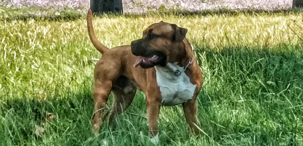 Il Dog Trainer: l’educatore per il cucciolo a quattro zampe. GUARDA IL VIDEO