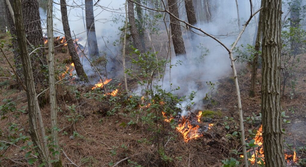 Napoli . Prevenzione e lotta agli incendi boschivi, si è discusso al PAN