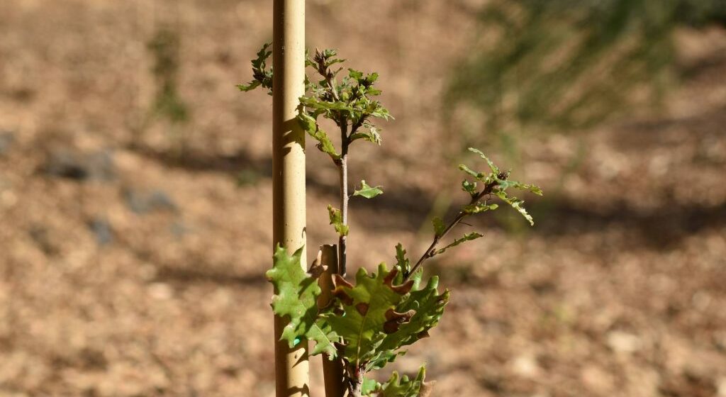 II^ Edizione “Festa dell’Albero”,  accoglienza degli alunni vesuviani.
