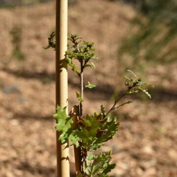II^ Edizione “Festa dell’Albero”,  accoglienza degli alunni vesuviani.
