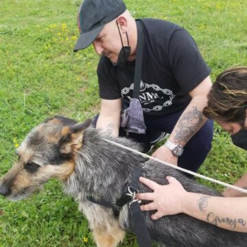 Napoli. Tutela degli animali, accordo Comune-Asl per la gestione condivisa del canile “La Collina di Argo”
