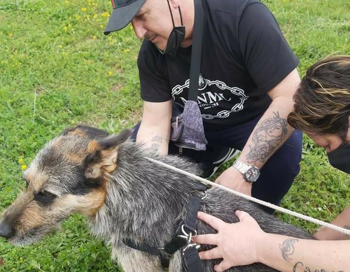 Napoli. Tutela degli animali, accordo Comune-Asl per la gestione condivisa del canile “La Collina di Argo”