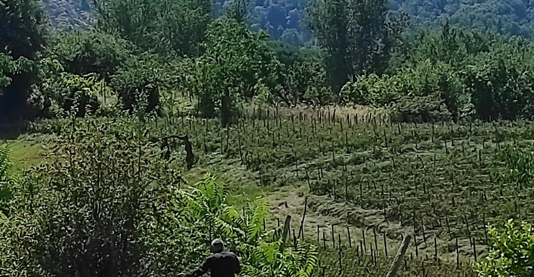 giardino parco Arriva il “Giardino Vesuviano”, riqualificato lo spazio esterno alla “Casa del Parco Nazionale del Vesuvio”