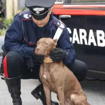 Ercolano. Droga al cimitero,  i Carabinieri la ‘pescano’ in una cappella votiva. Trovato anche un cane con le orecchie mozzate, operazione dei Carabinieri