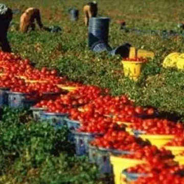 pomodori Stop al lavoro massacrante, divieto nelle ore più calde (dalle ore 12,30 alle 16), emanata ordinanza della Regione Campania