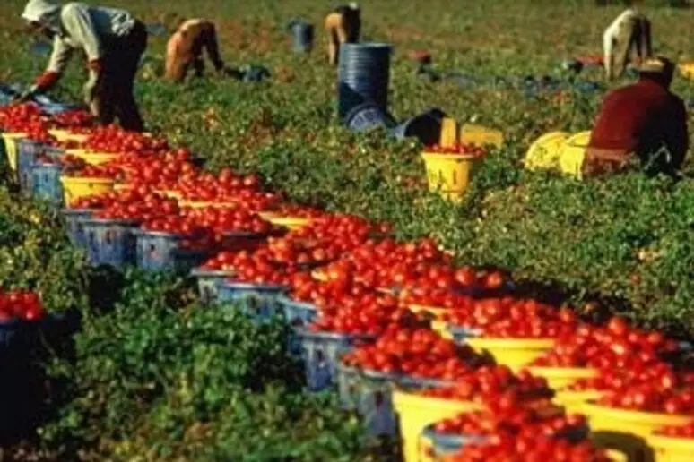 pomodori Stop al lavoro massacrante, divieto nelle ore più calde (dalle ore 12,30 alle 16), emanata ordinanza della Regione Campania