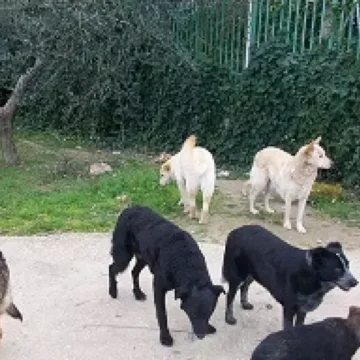 Vico Equense. Cani randagi attaccano gruppo di escursionisti sui Monti Lattari