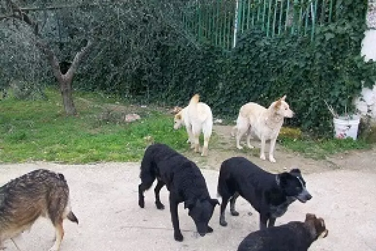 cani randagi vio equense Vico Equense. Cani randagi attaccano gruppo di escursionisti sui Monti Lattari