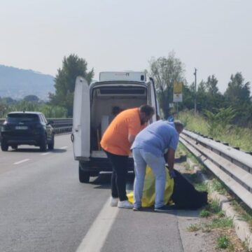 Volla. Rimossa la carcassa di un cane sulla SS 162, De Stefano (Forza Italia): “Grazie al sindaco Di Costanzo, in poche ore ha risolto il problema. Siamo al servizio della comunità al di là delle appartenenze politiche”