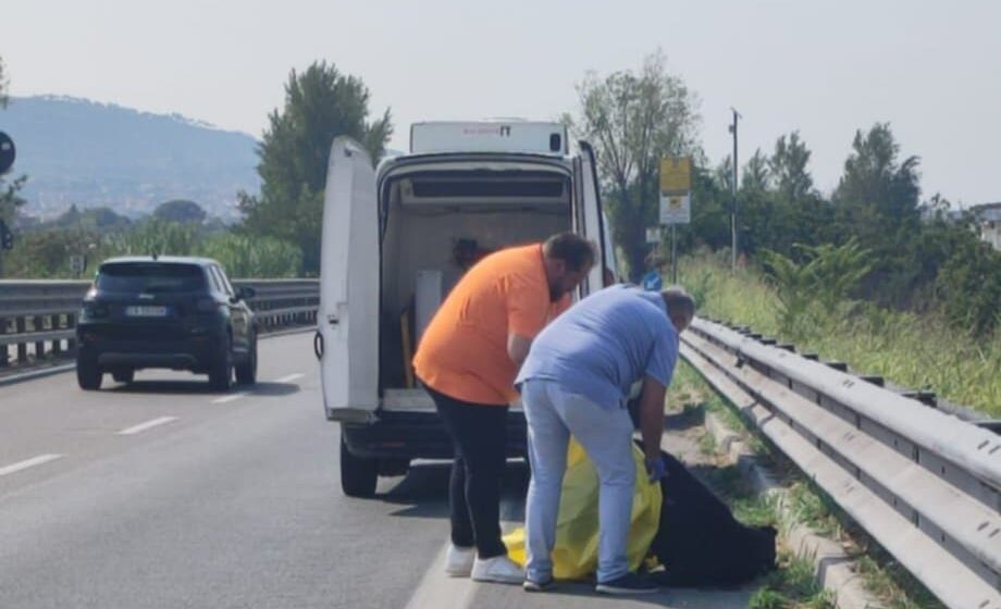 Volla. Rimossa la carcassa di un cane sulla SS 162, De Stefano (Forza Italia): “Grazie al sindaco Di Costanzo, in poche ore ha risolto il problema. Siamo al servizio della comunità al di là delle appartenenze politiche”