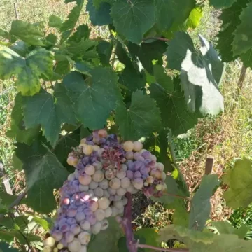 Parco Nazionale del Vesuvio. Intesa per promuovere cultura, vino e territorio