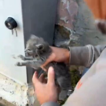 gattino salvato a cercola Cercola. Salvato il gattino intrappolato da due giorni dietro il cassonetto dell’Enel. Un gruppo di cittadini ‘armati’ di martello e scalpello lo hanno liberato – Ecco il VIDEO –
