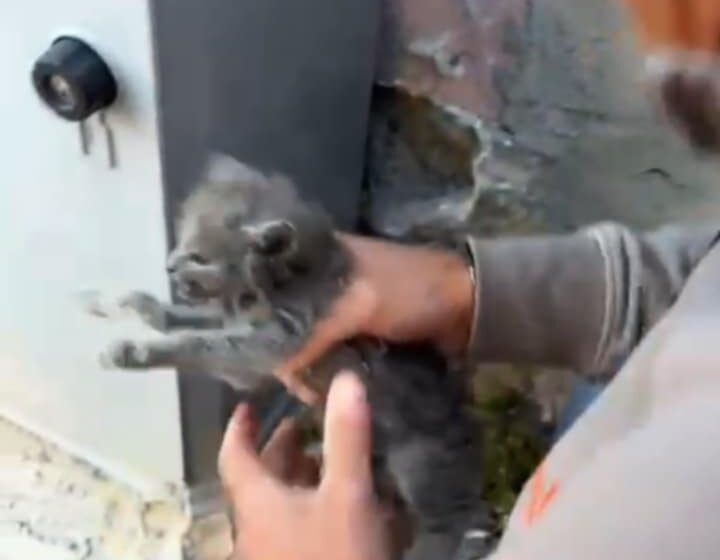 gattino salvato a cercola Cercola. Salvato il gattino intrappolato da due giorni dietro il cassonetto dell’Enel. Un gruppo di cittadini ‘armati’ di martello e scalpello lo hanno liberato – Ecco il VIDEO –
