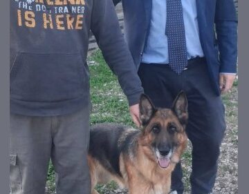 bella panico e de stefano San Sebastiano al Vesuvio. Pastore tedesco ‘Bella’ è al ‘Campo di Billy’, fu maltrattata da un balordo. Il sindaco Panico: “Bella sta meglio, dimessa dalla clinica veterinaria. Ora riportiamola alla socialità”
