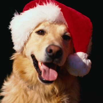 Napoli. “Un trovatello sotto l’albero”, la campagna del Comune per favorire le adozioni dei cani durante le feste