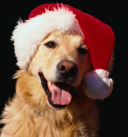 cane natale Napoli. “Un trovatello sotto l’albero”, la campagna del Comune per favorire le adozioni dei cani durante le feste