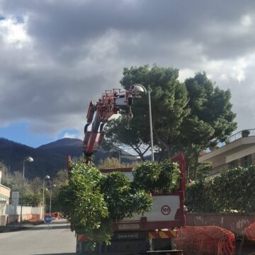 San Sebastiano al Vesuvio. Riqualificazione patrimonio arboreo, il sindaco Panico: “Oltre 140 alberi ripiantumati .Miglioreremo le vedute del Vesuvio e del Golfo di Napoli”