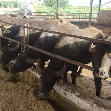 Campania. Brucellosi bufalina: in Campania risultati in forte miglioramento