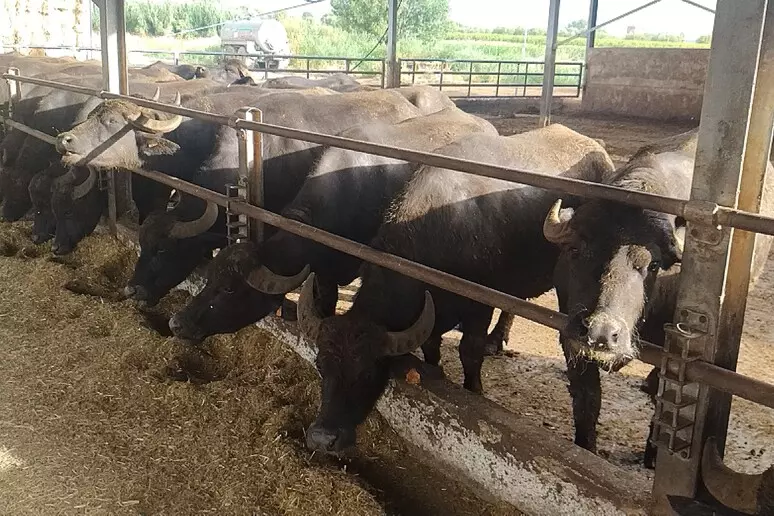 biufale Campania. Brucellosi bufalina: in Campania risultati in forte miglioramento